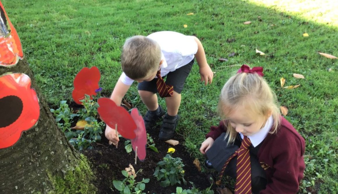 1668605291963_thumbnail_Poppies 1668605291963_thumbnail_Poppies